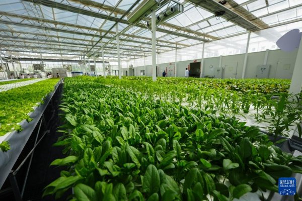 财新网 对口援疆助力戈壁兴建智慧农业植物工厂