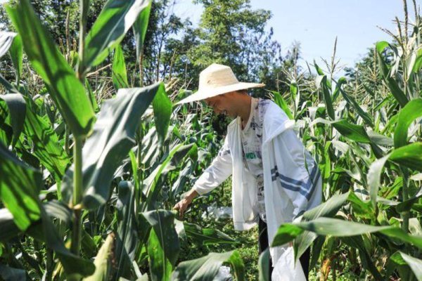 启天配资 观山湖区20个鲜食玉米品种田间“过招”