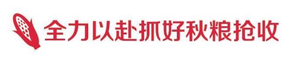 易富配资 抢收抢烘！投入5431台履带式收获机，山东秋粮收获已过半